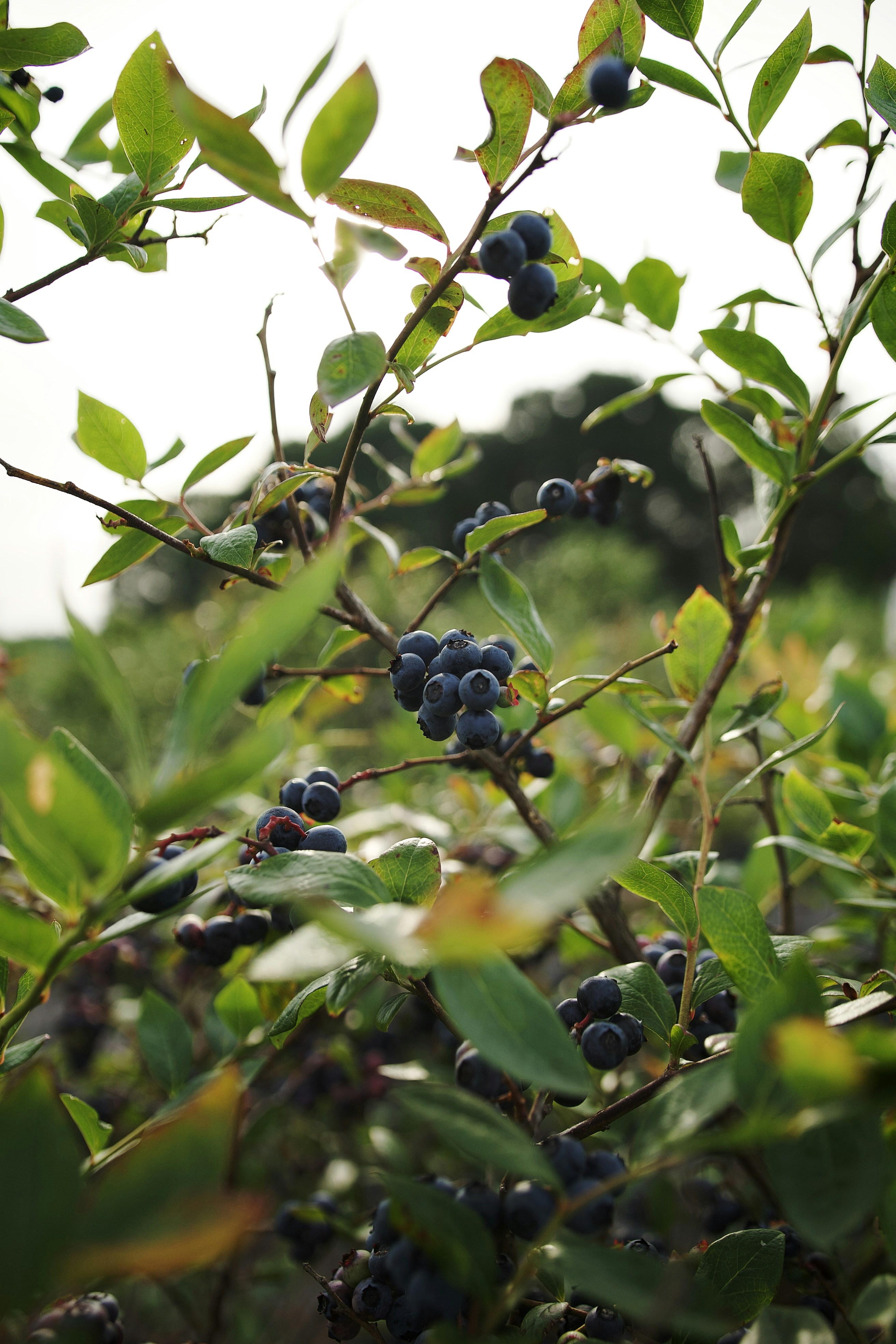 Fresh Blueberries for Sale