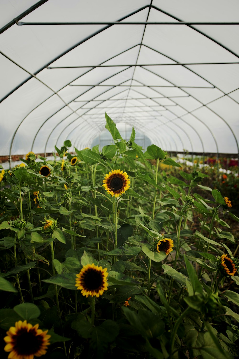 Girasoles que crecen en un invernadero en una zona rural