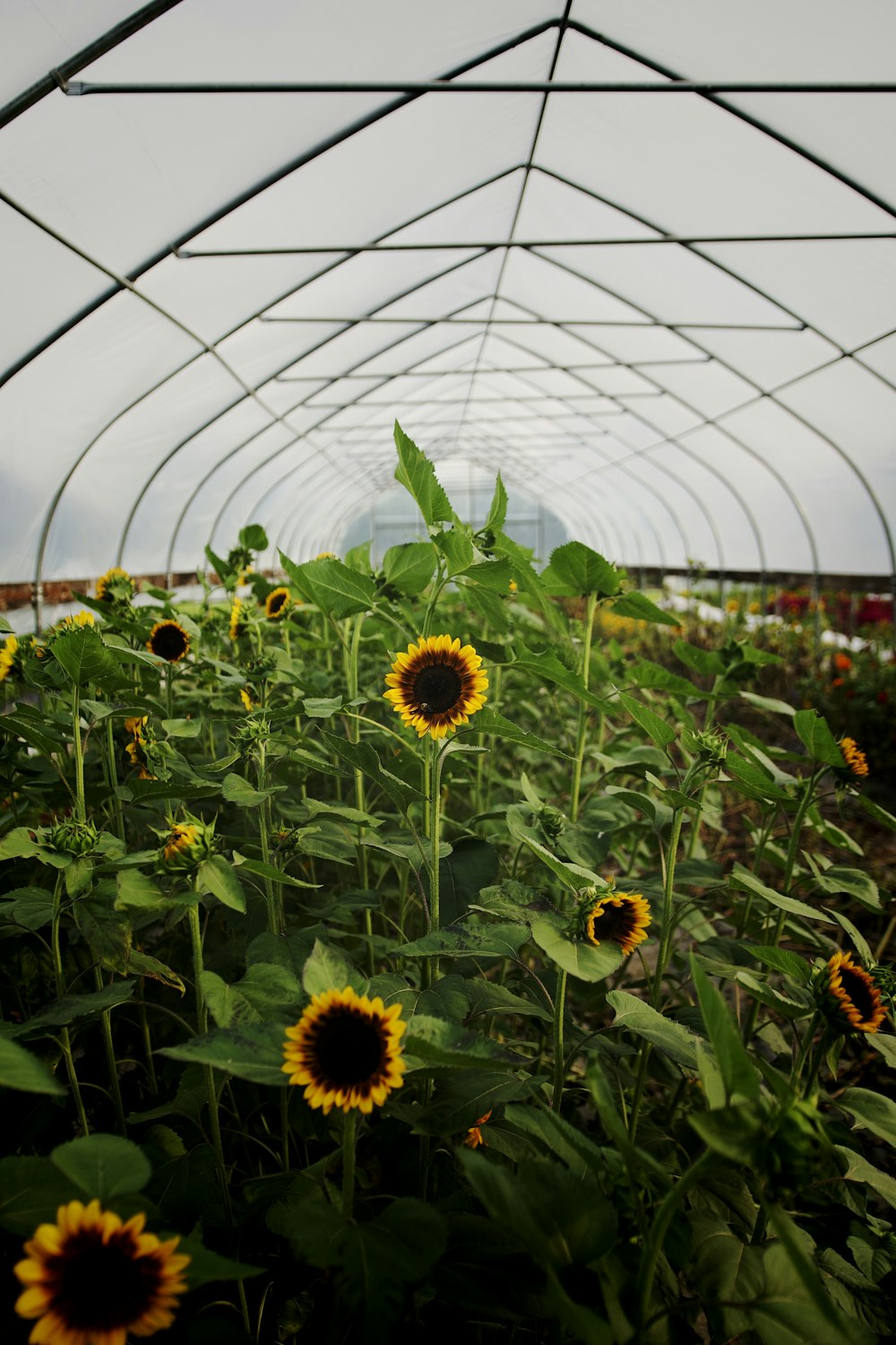 sunflowers growing in a greenhouse in a rural area