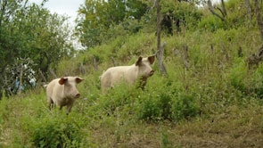 Two pigs are walking through a lush, green, overgrown area with many plants and trees around them. The hillside is covered in dense foliage, creating a natural and rustic environment.