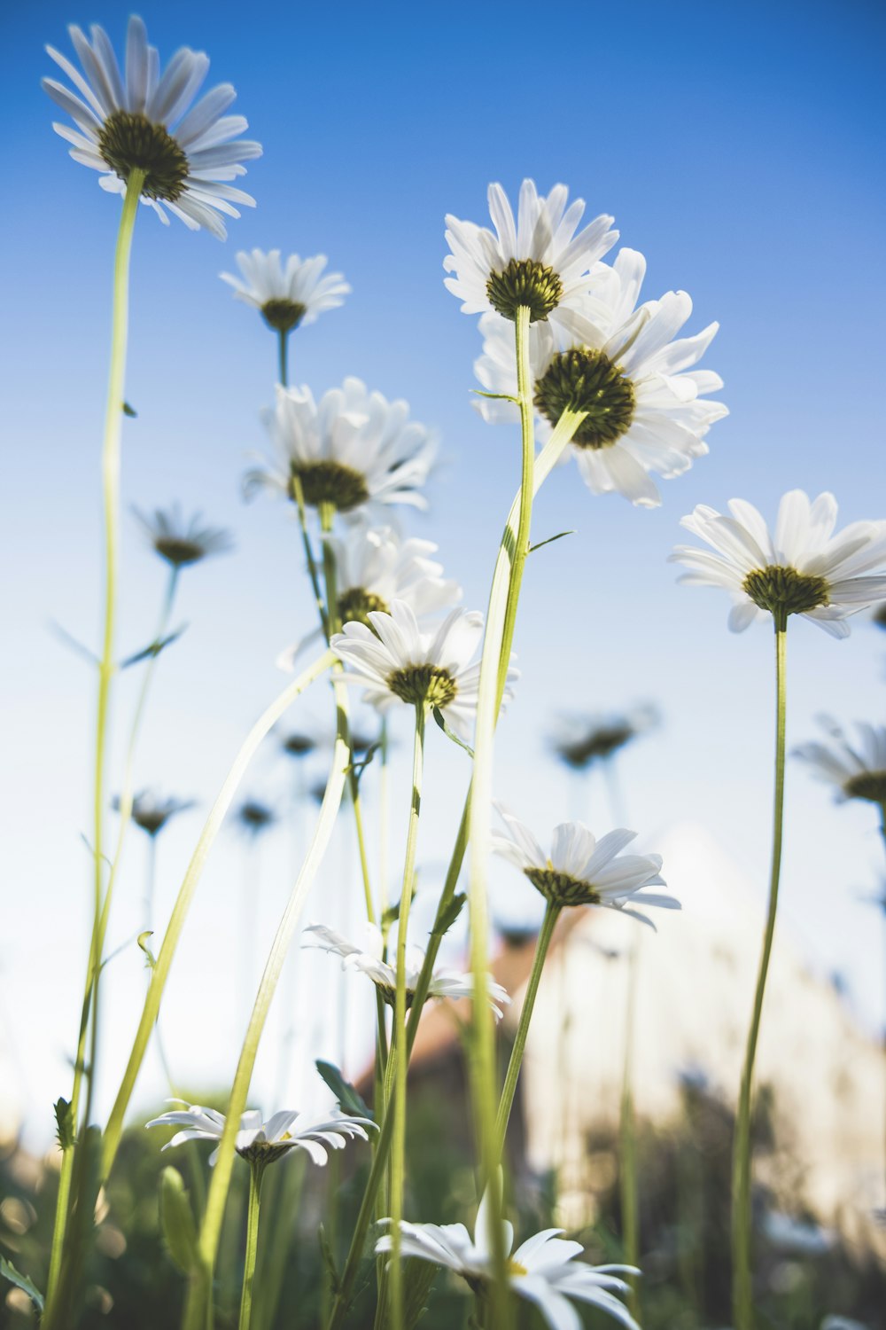 a bunch of daisies in a field with a blue sky in the background