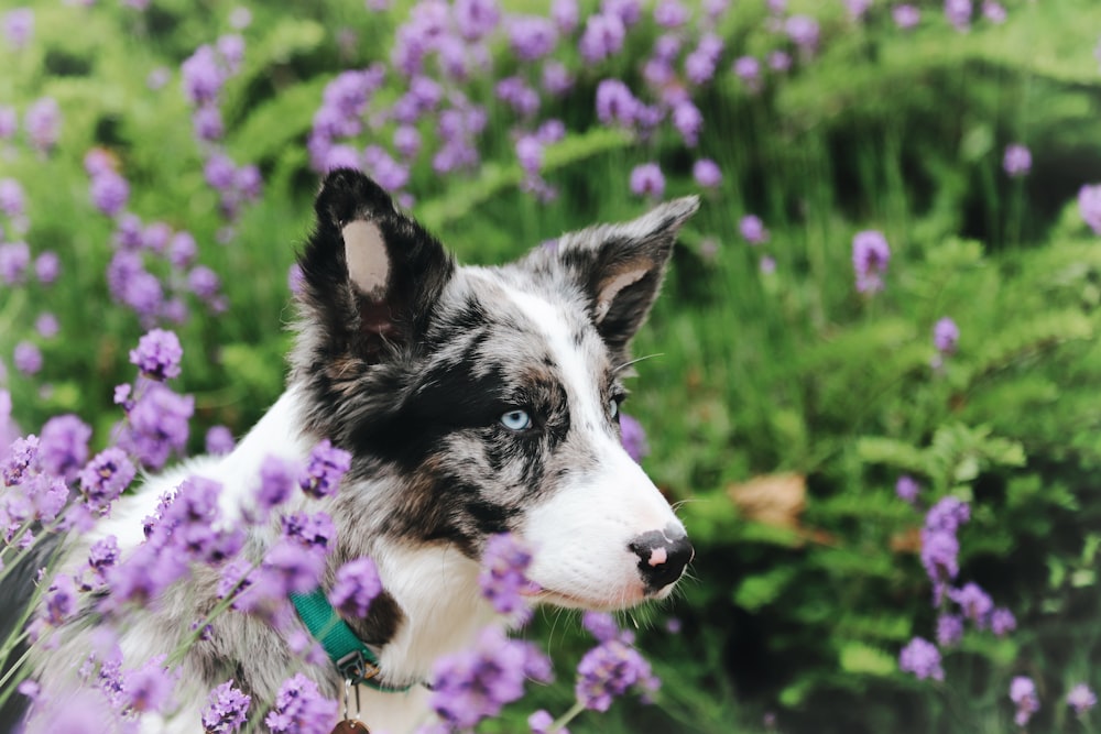 a black and white dog standing in a field of purple flowers