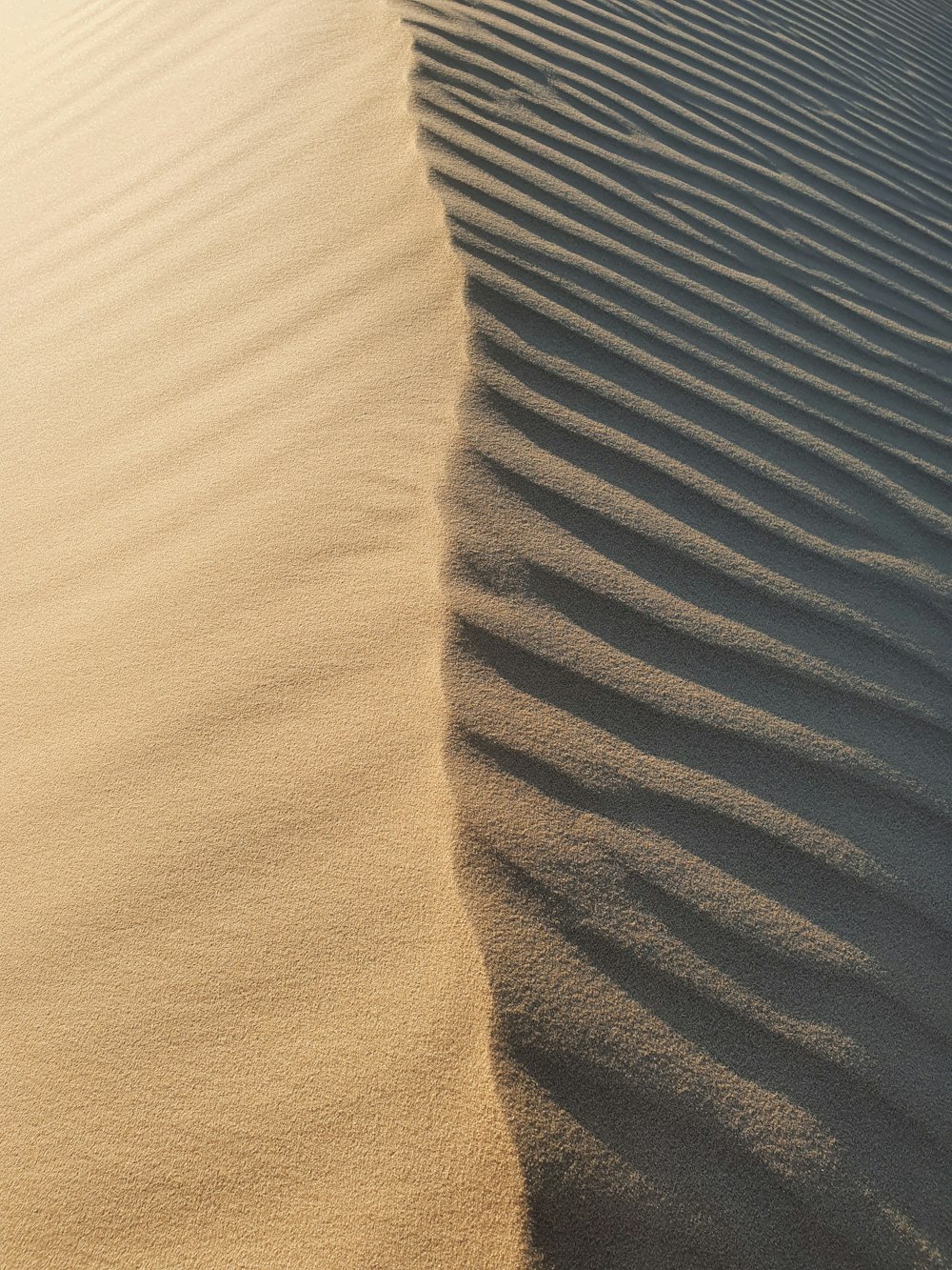 a lone tree in the middle of a desert