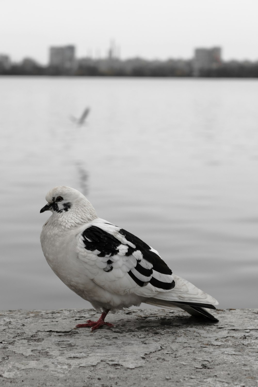 a white and black bird sitting on a rock near a body of water