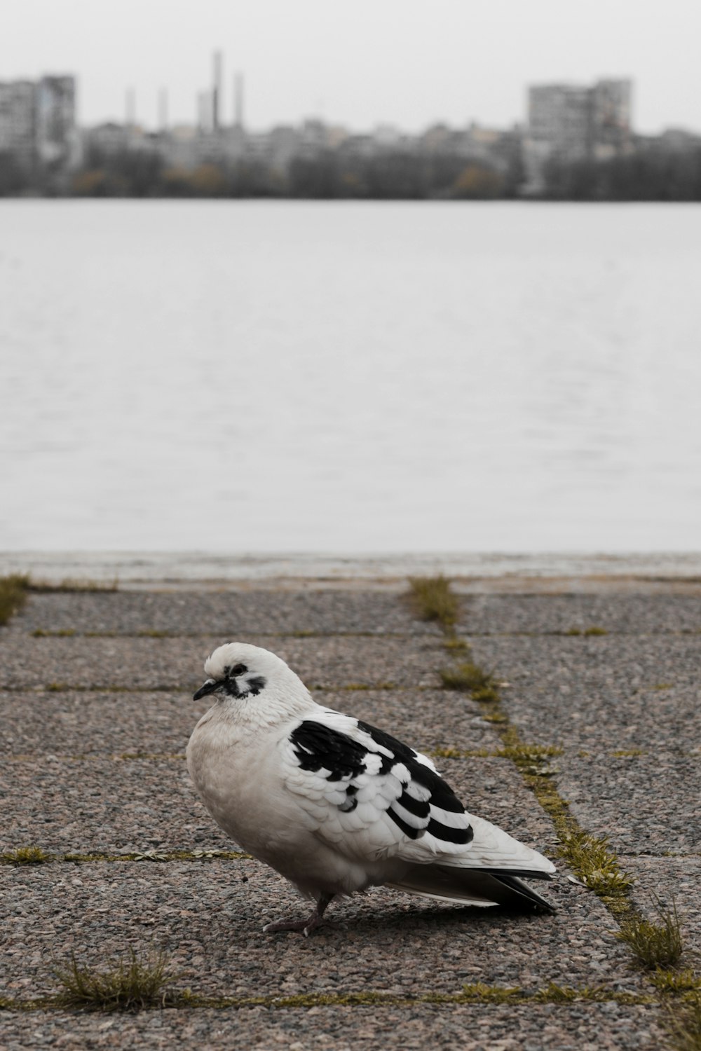 a black and white bird sitting on the ground