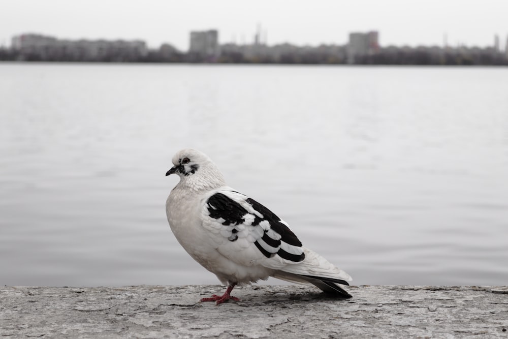 Un pájaro blanco y negro sentado en una roca cerca de un cuerpo de agua