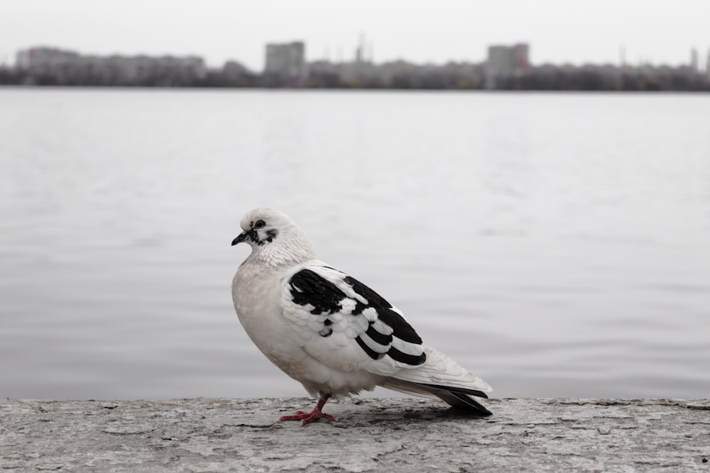 a white and black bird sitting on a rock near a body of water