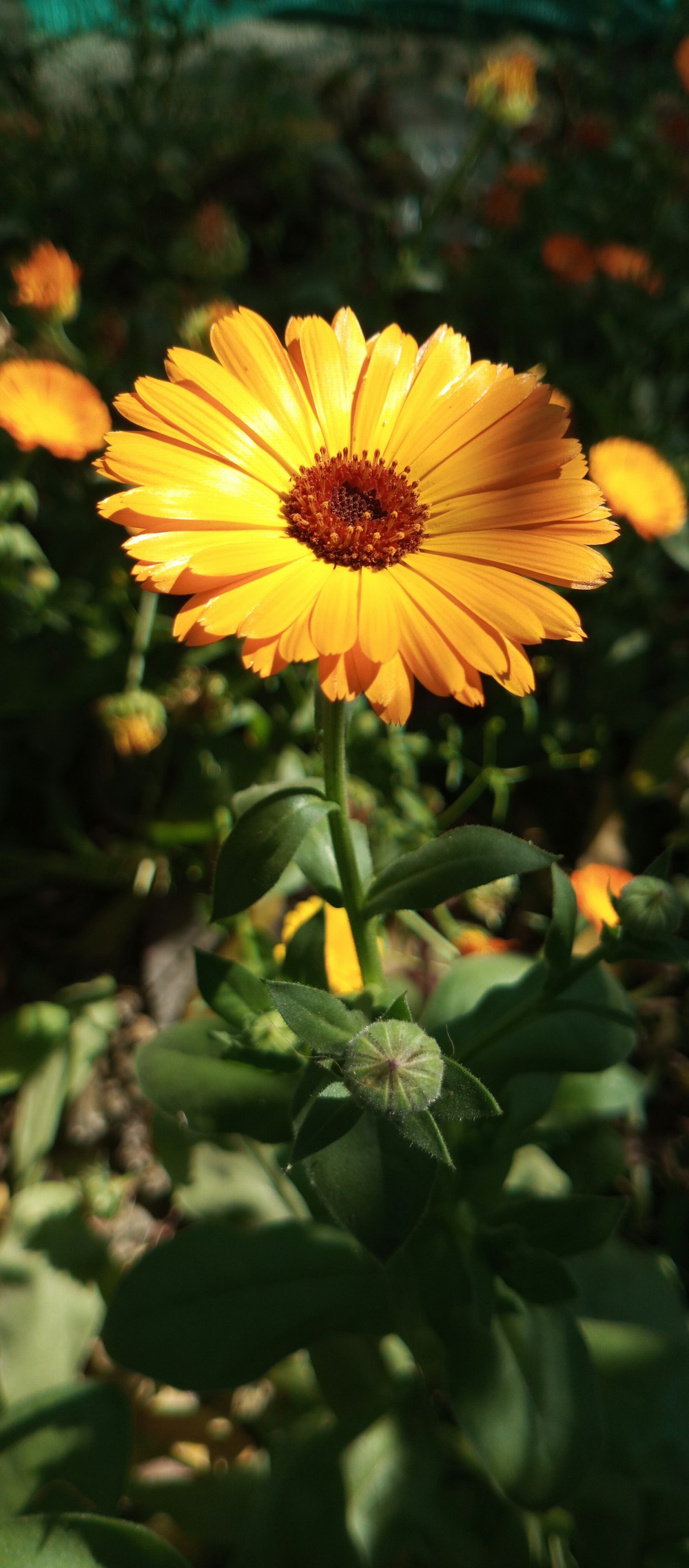 a close up of a yellow flower in a garden