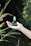 A hand is holding a small green bottle with a dropper cap, surrounded by green foliage in a natural, outdoor setting. The text on the bottle reads 'Original Skin Energy Peptide 500' from the brand 'Mizon'.