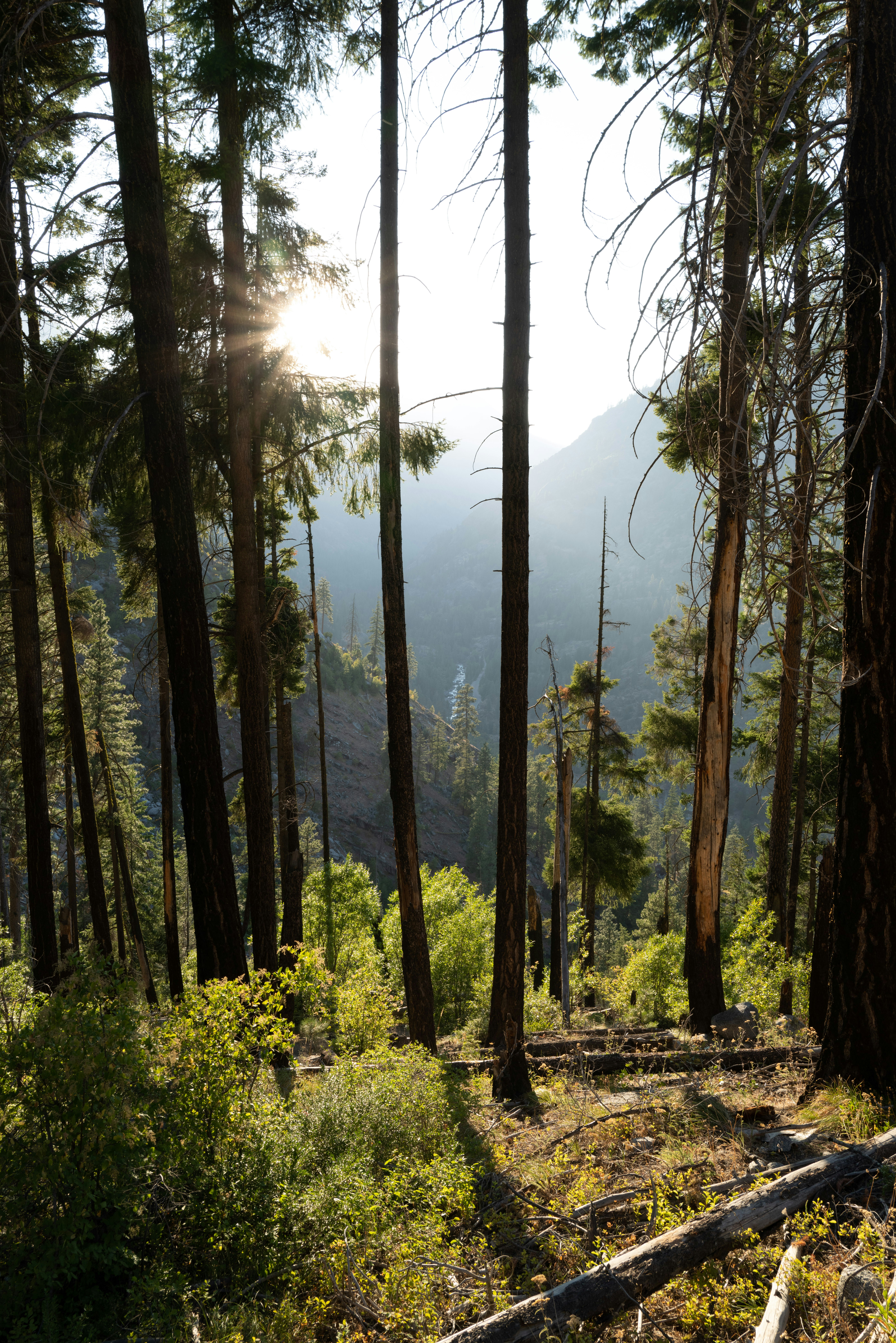 the sun is shining through the trees in the forest