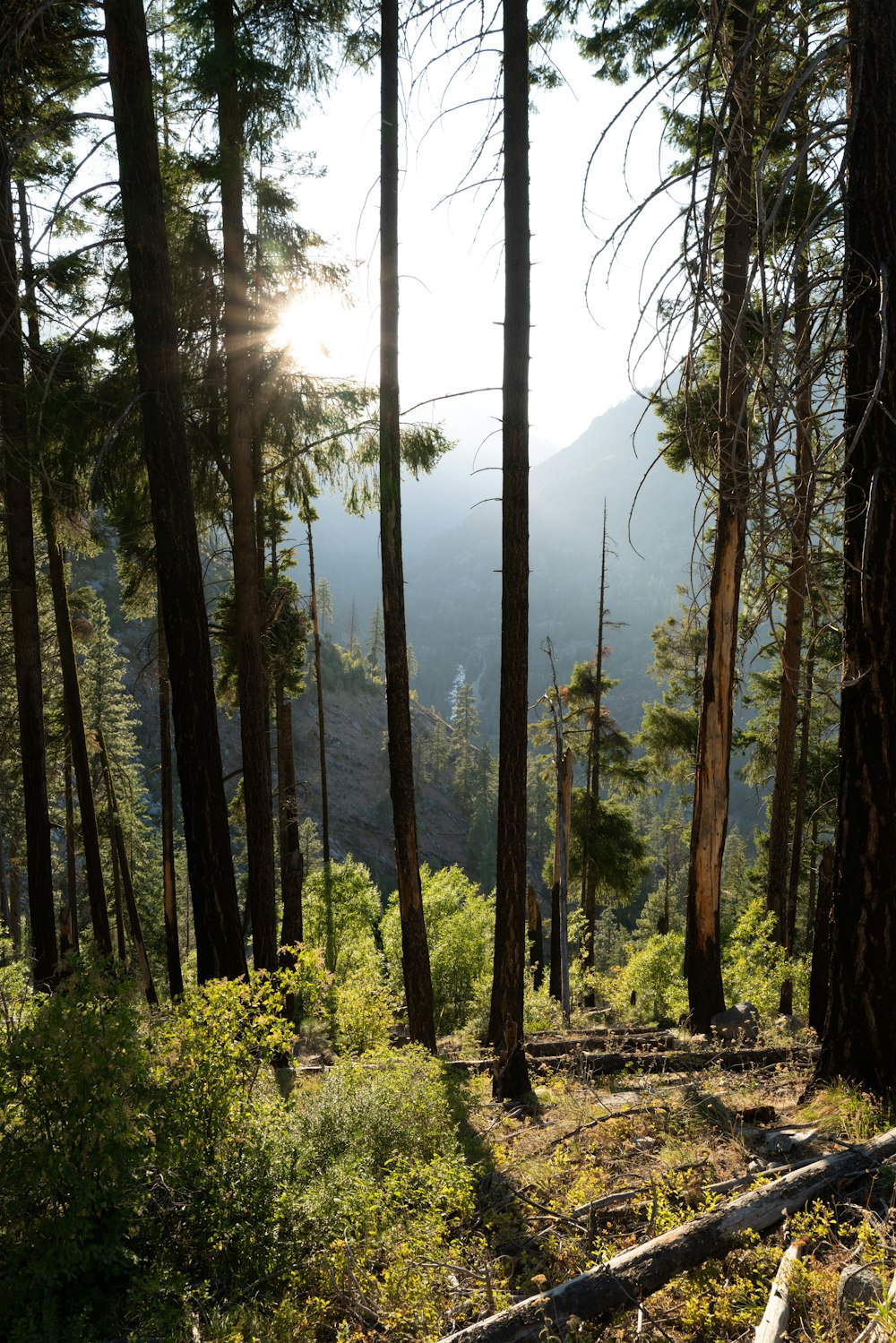 the sun is shining through the trees in the forest