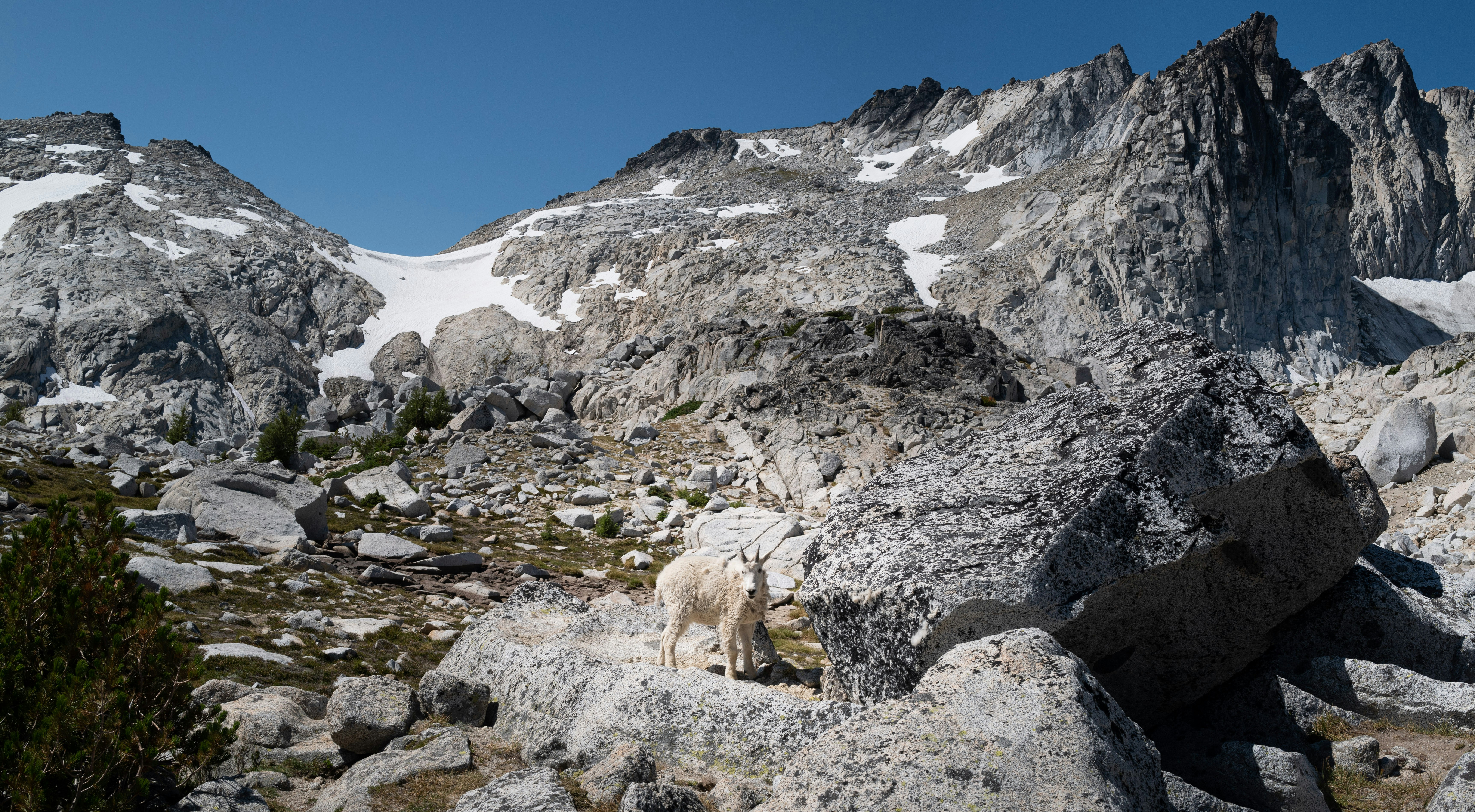 a mountain range with rocks and plants in the foreground