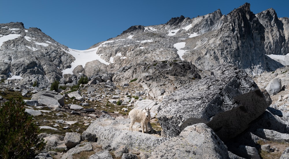 a mountain range with rocks and plants in the foreground