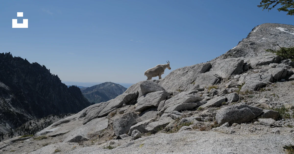 Monte De Roca Foto Una cabra montés de pie en la cima de una gran roca – Imagen Los ...
