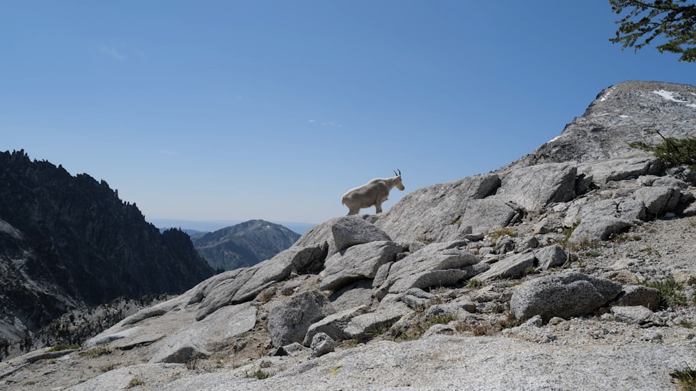 a mountain goat standing on top of a large rock