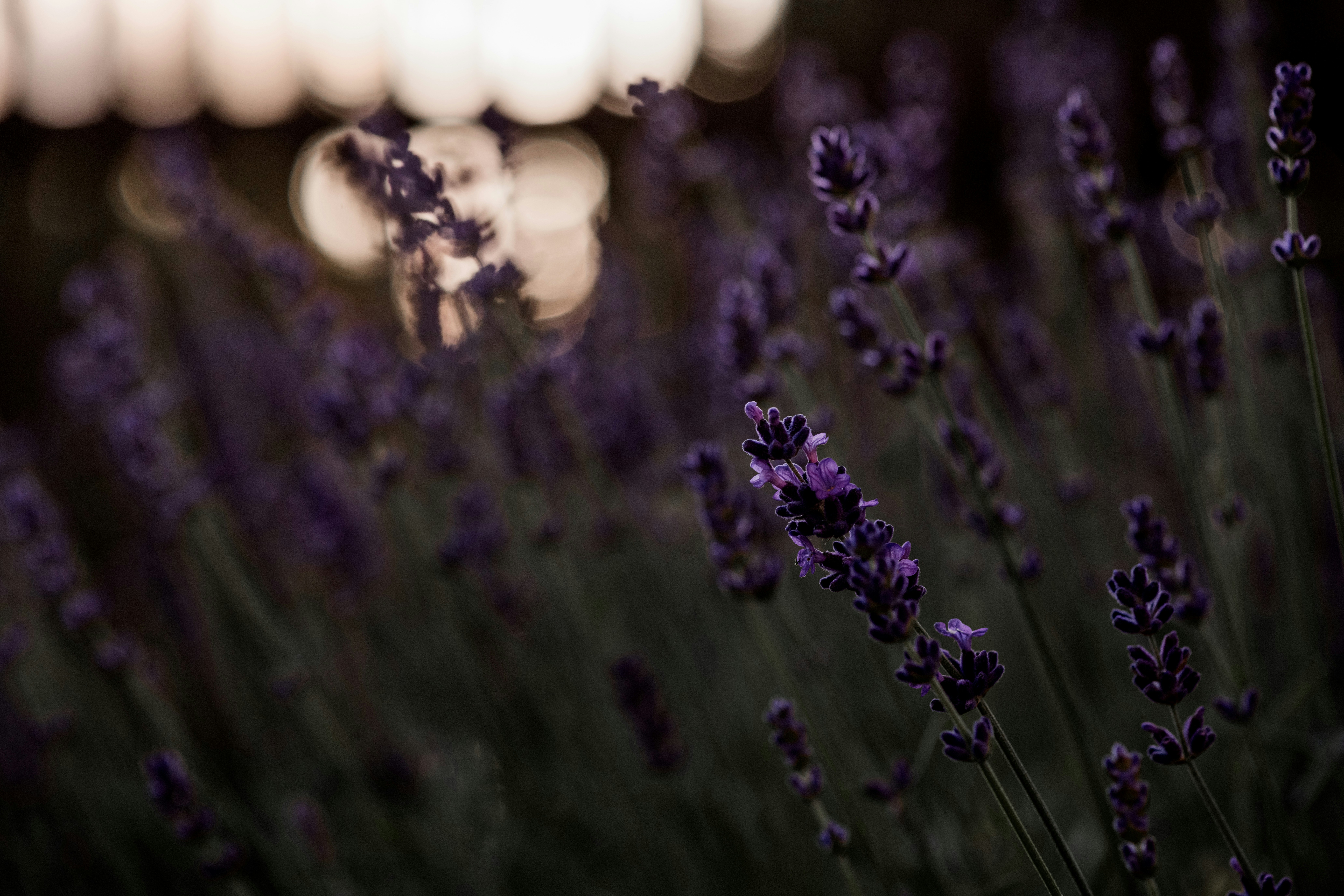 Photo by anitaaustvika