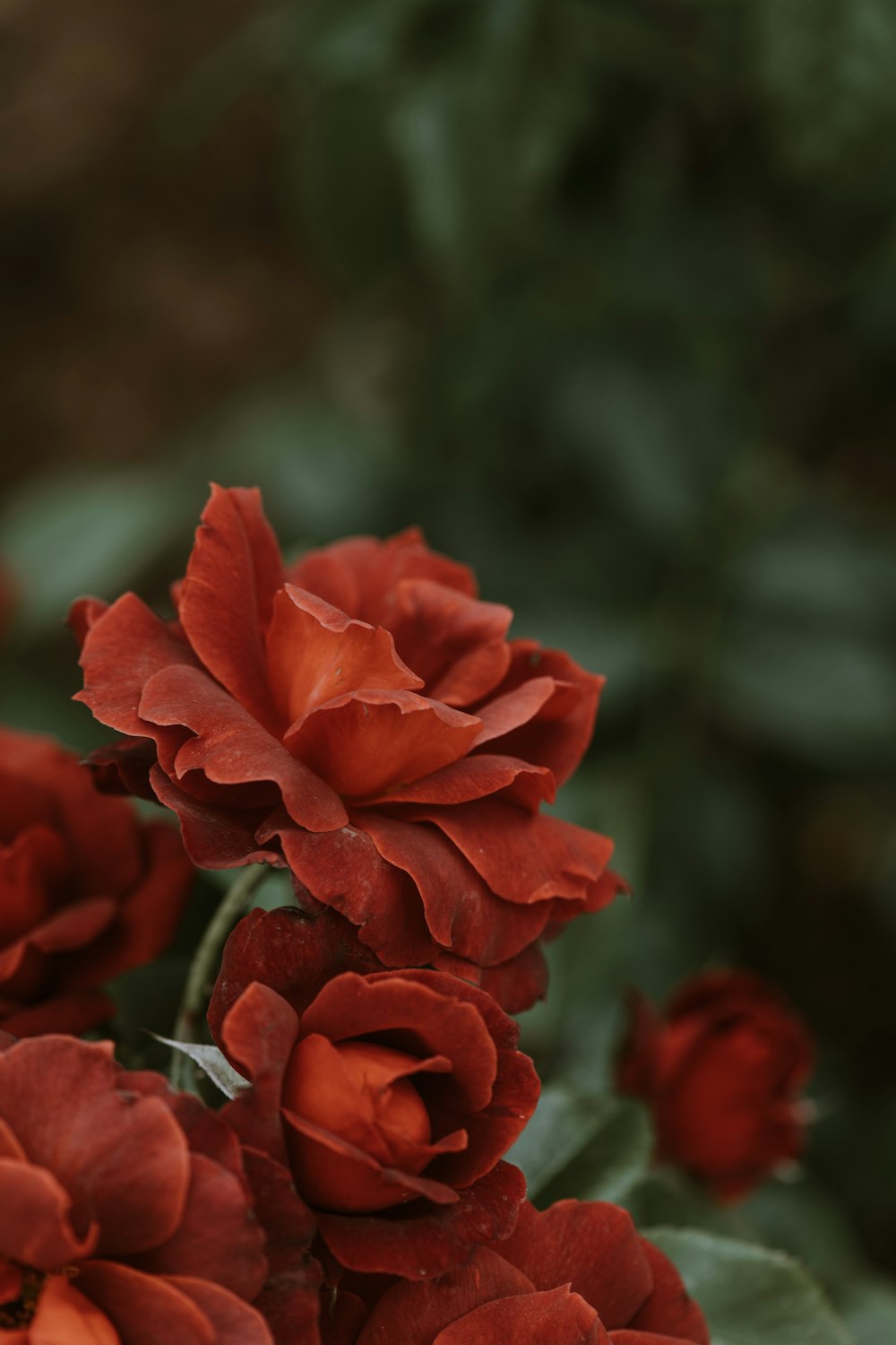 a close up of a bunch of red flowers