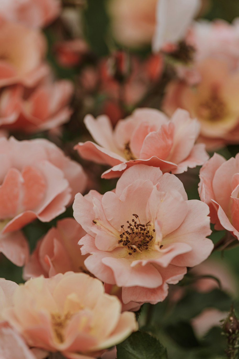 a bunch of pink flowers with green leaves