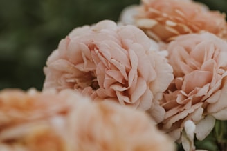 a bunch of pink flowers sitting on top of a table