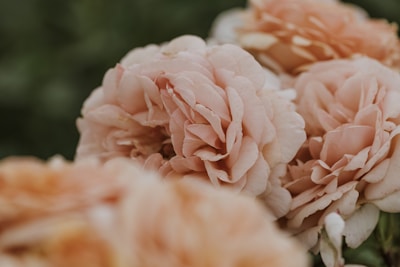 a bunch of pink flowers sitting on top of a table