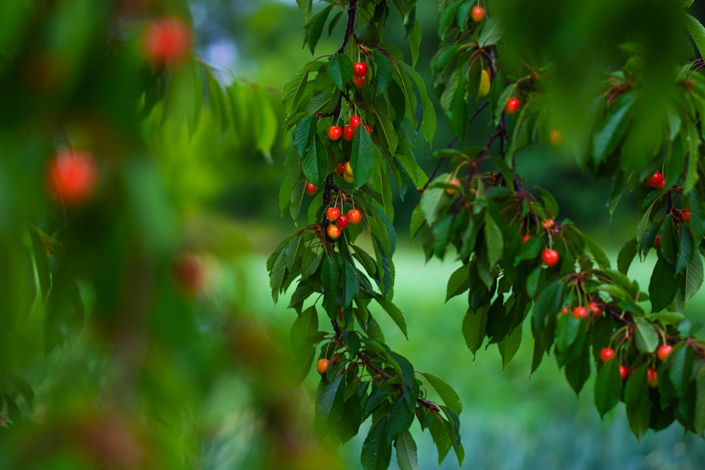 a tree with red berries hanging from it's branches