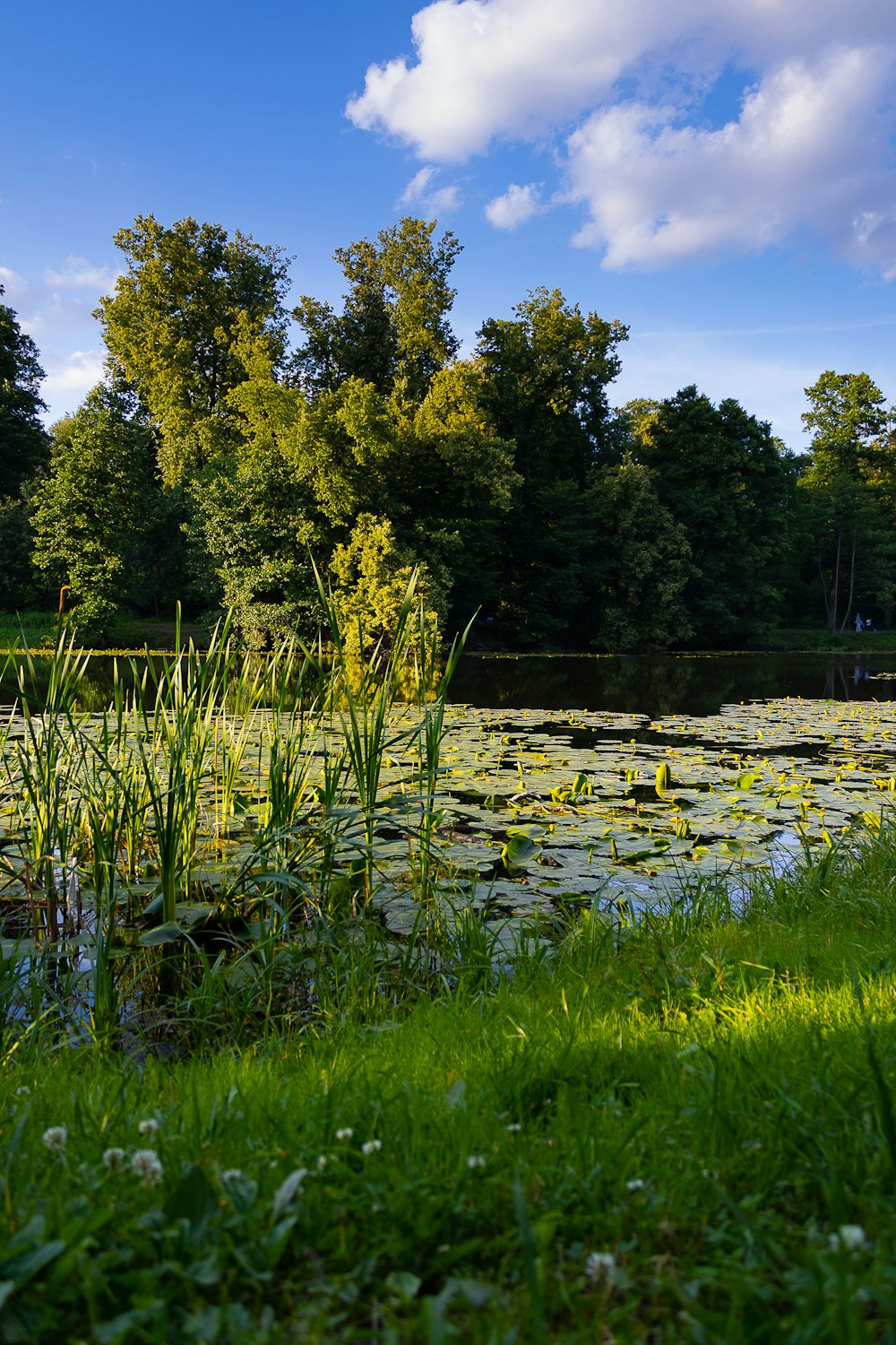 a pond with lily pads and trees in the background