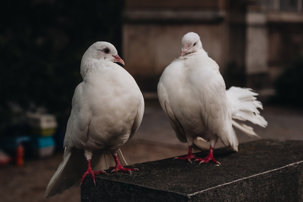 a couple of white birds standing on top of a cement block