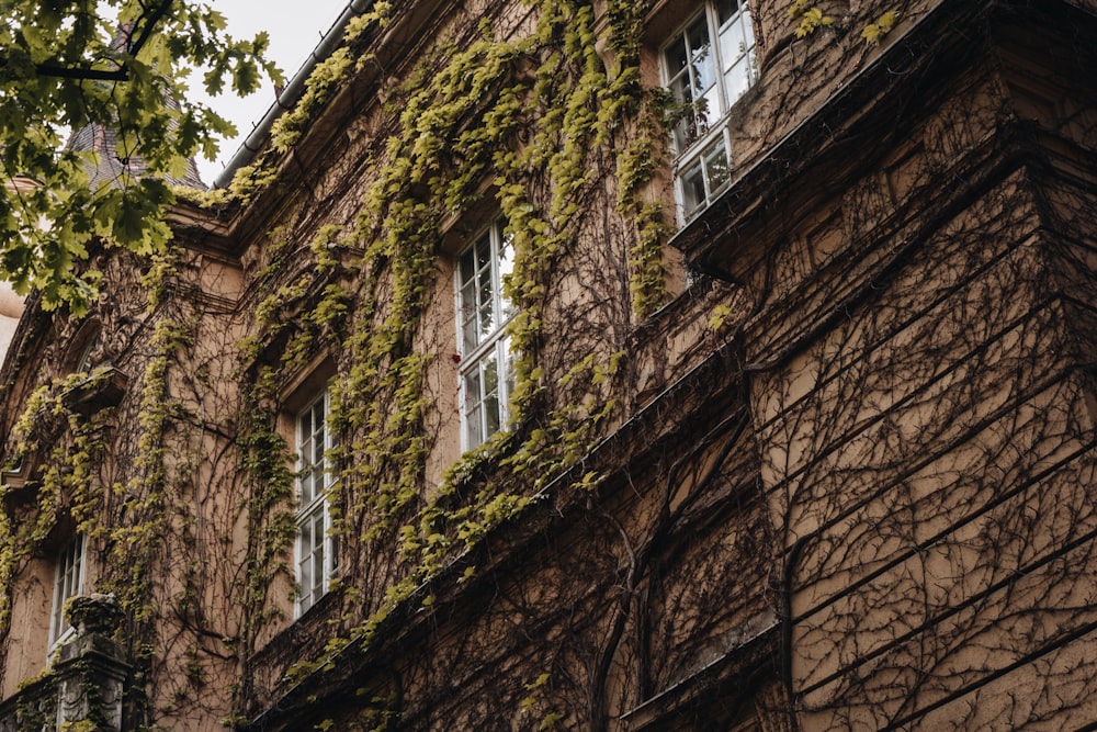 a building with vines growing on the side of it