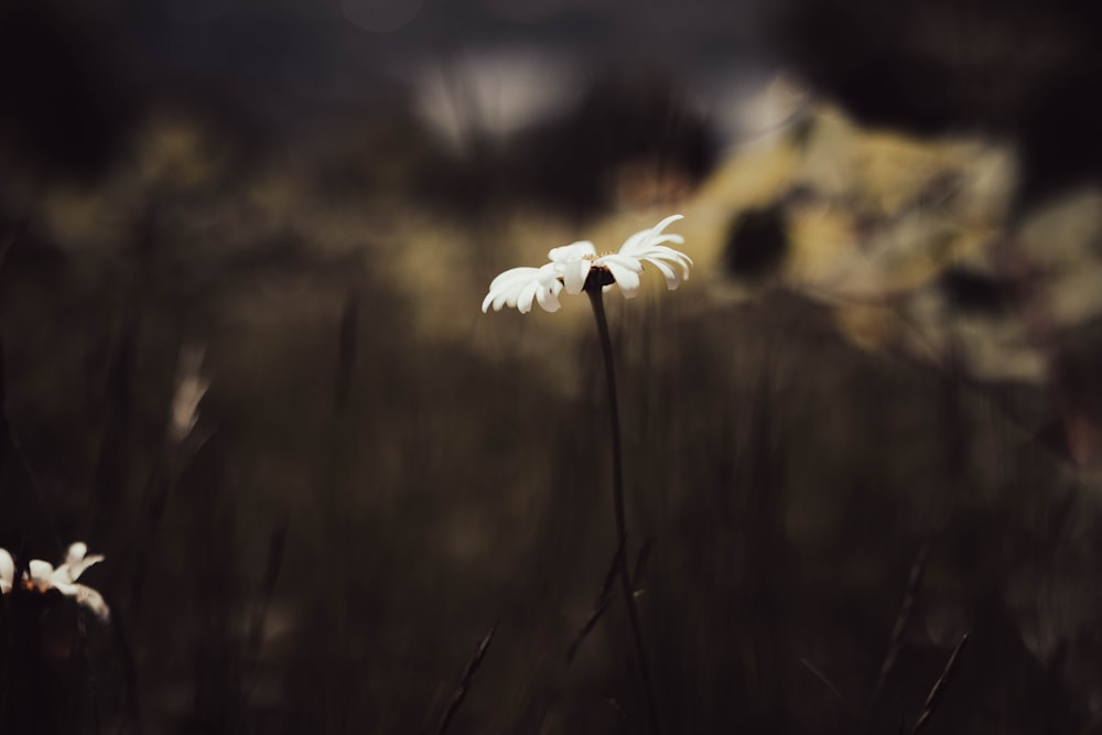 a white flower in a field of tall grass