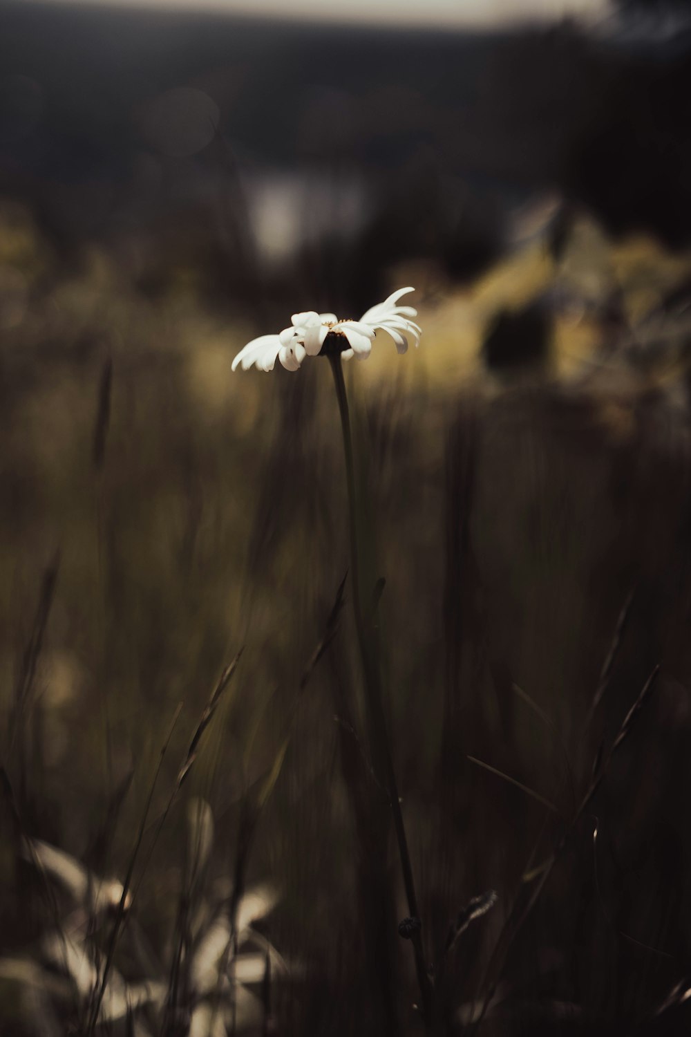 a single white flower in a grassy field