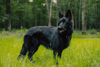 A black German Shepherd stands in a lush, green field surrounded by tall trees. The dog has perked ears and an attentive expression, with a slightly open mouth, displaying a relaxed demeanor. The forest background is filled with an array of greenery, showing both grass and tree trunks.