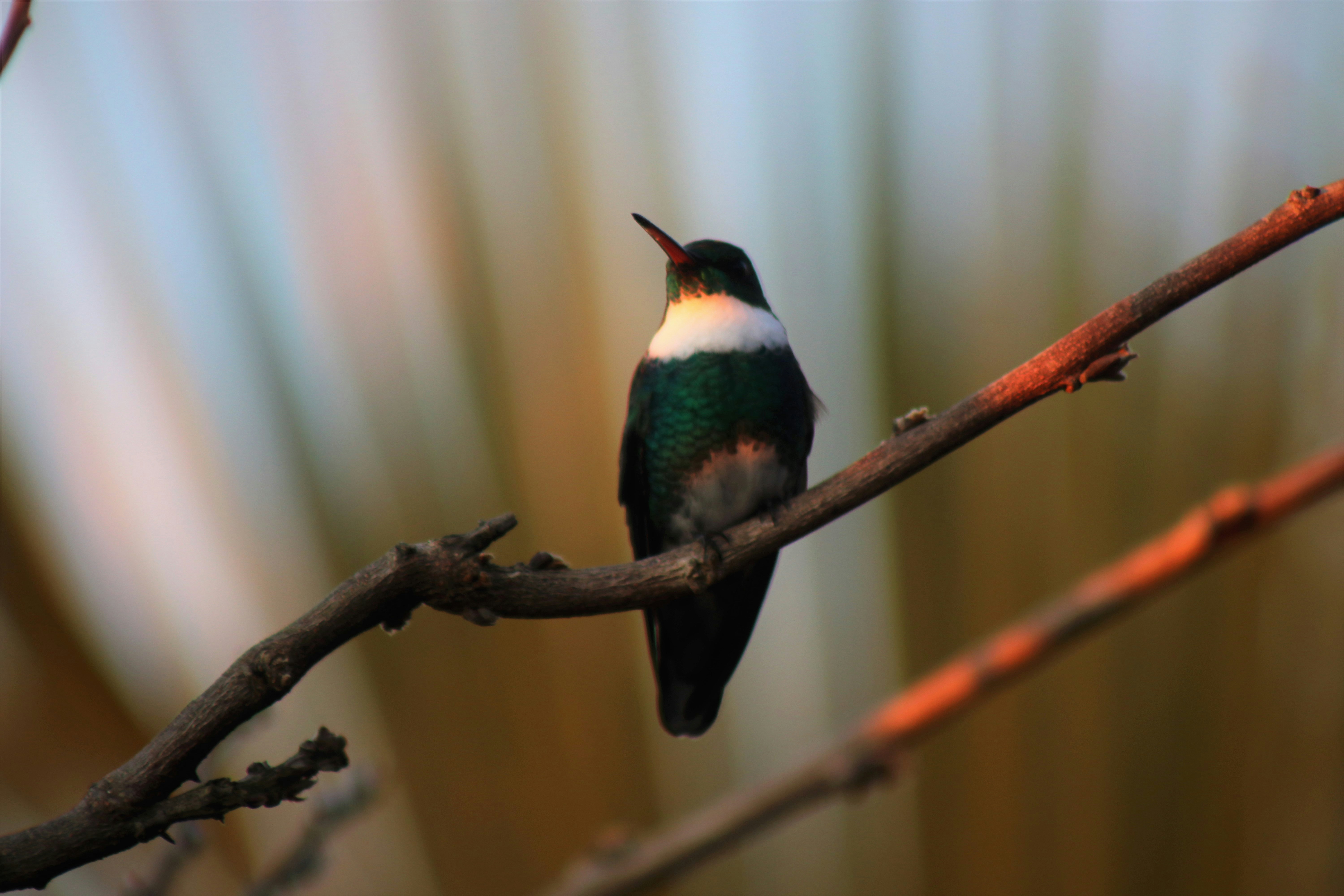 seekor burung kolibri duduk di dahan dengan latar belakang buram