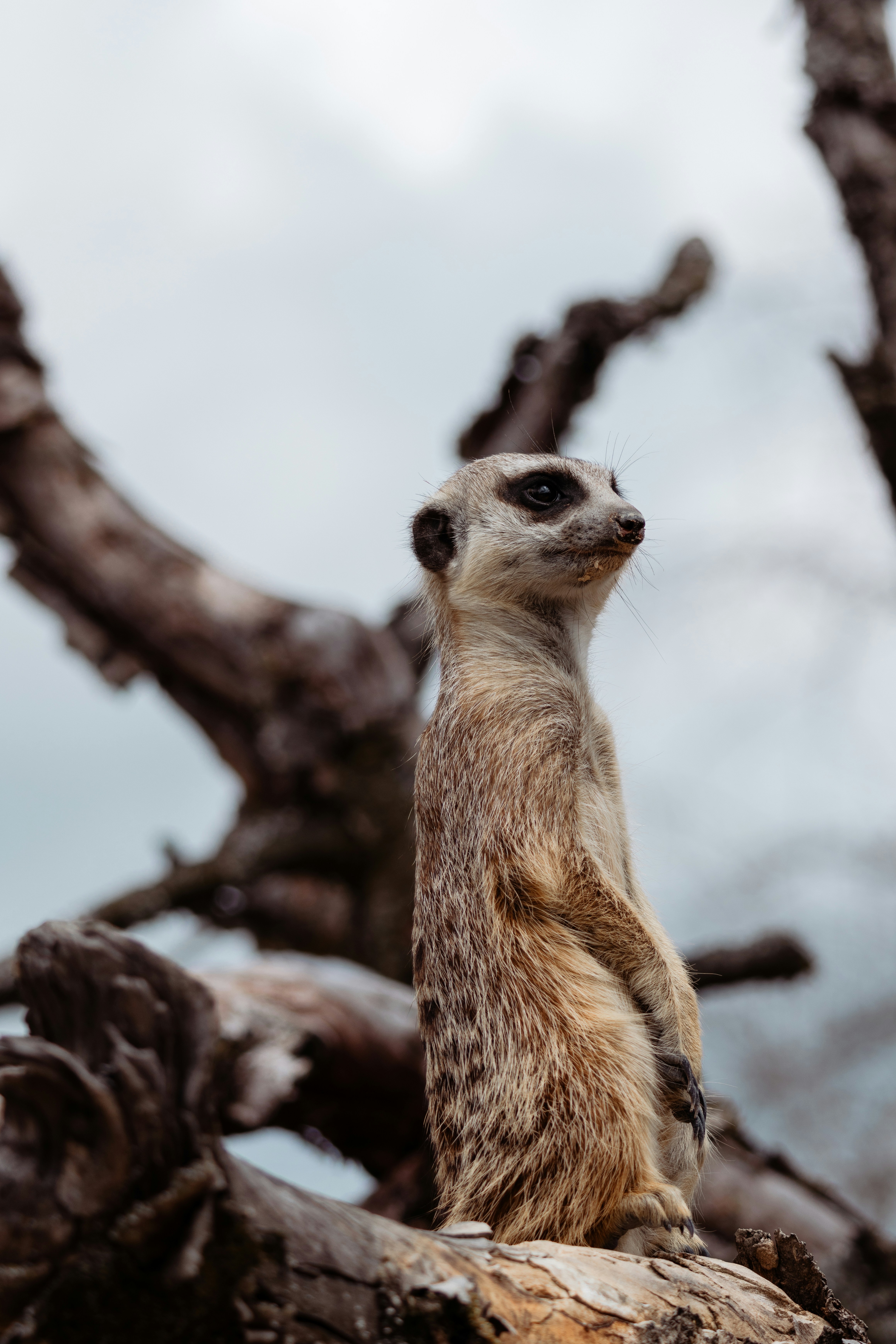 Photo by janisringli