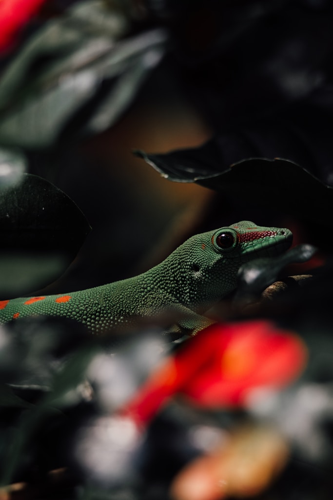 Tangerine Gecko Cerah