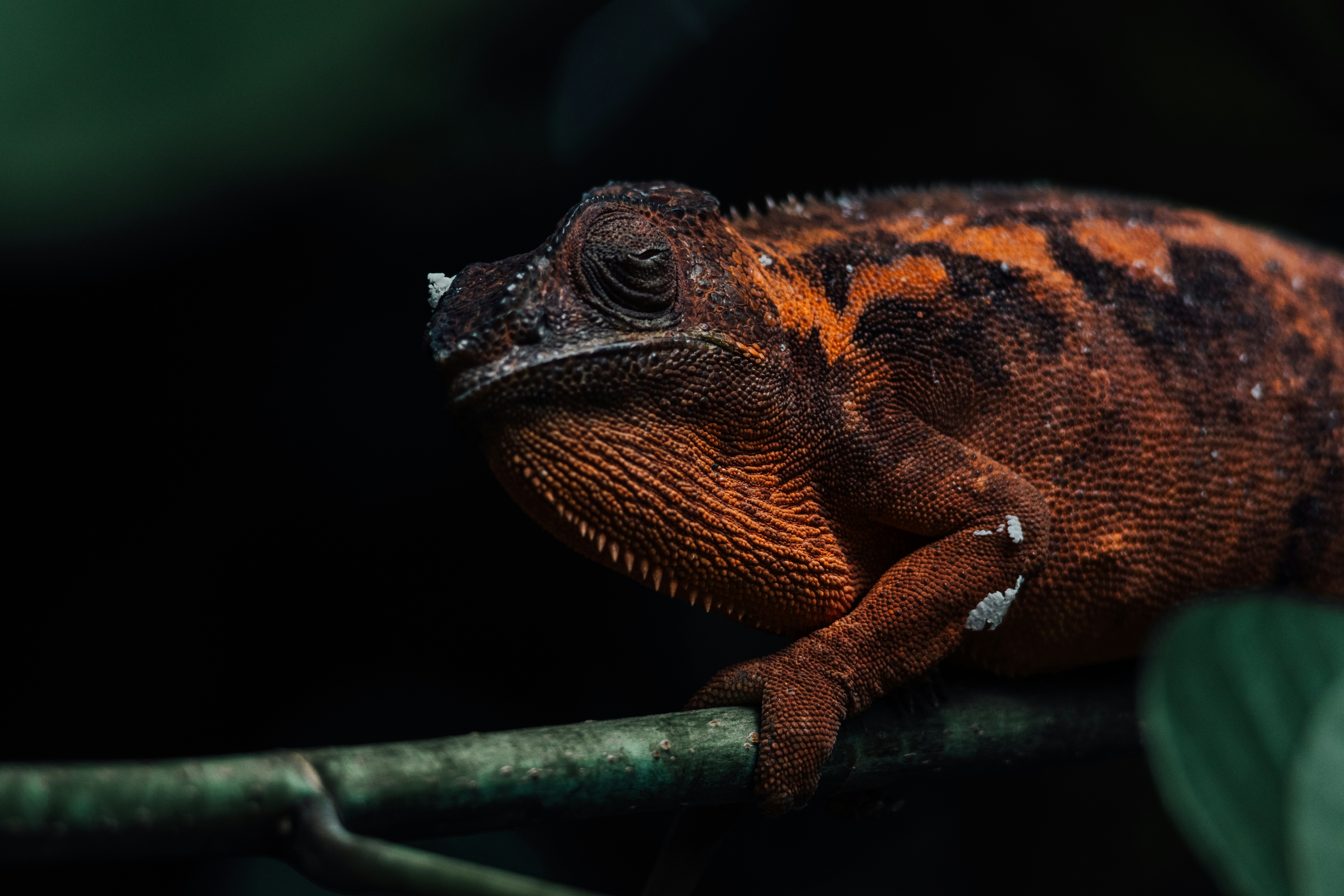 Photo by janisringli