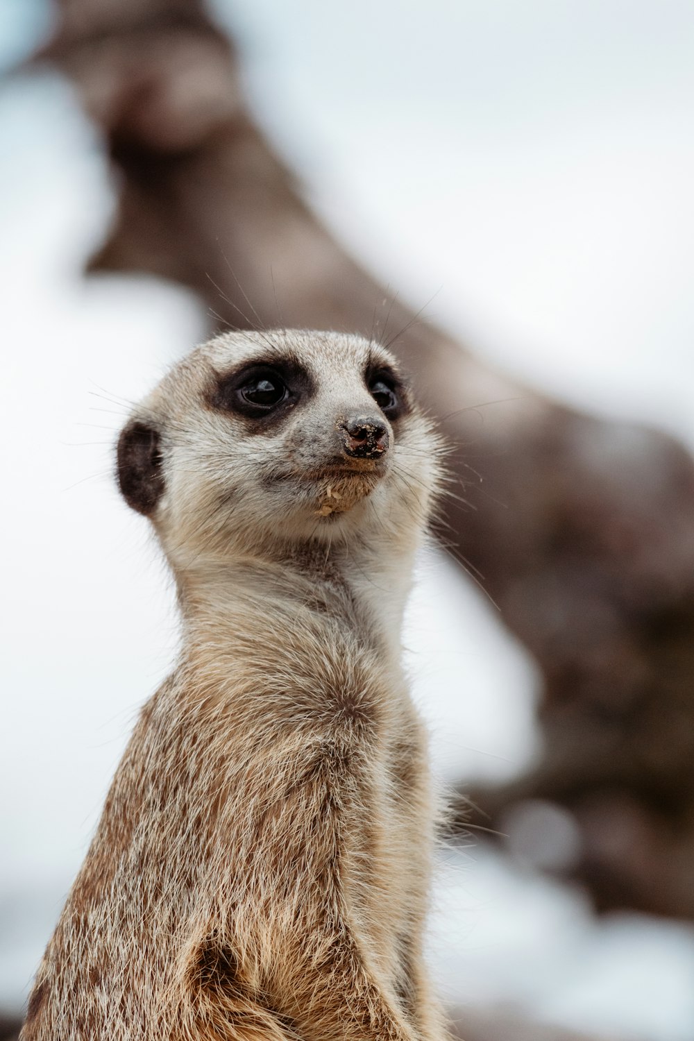 a close up of a meerkat on a rock