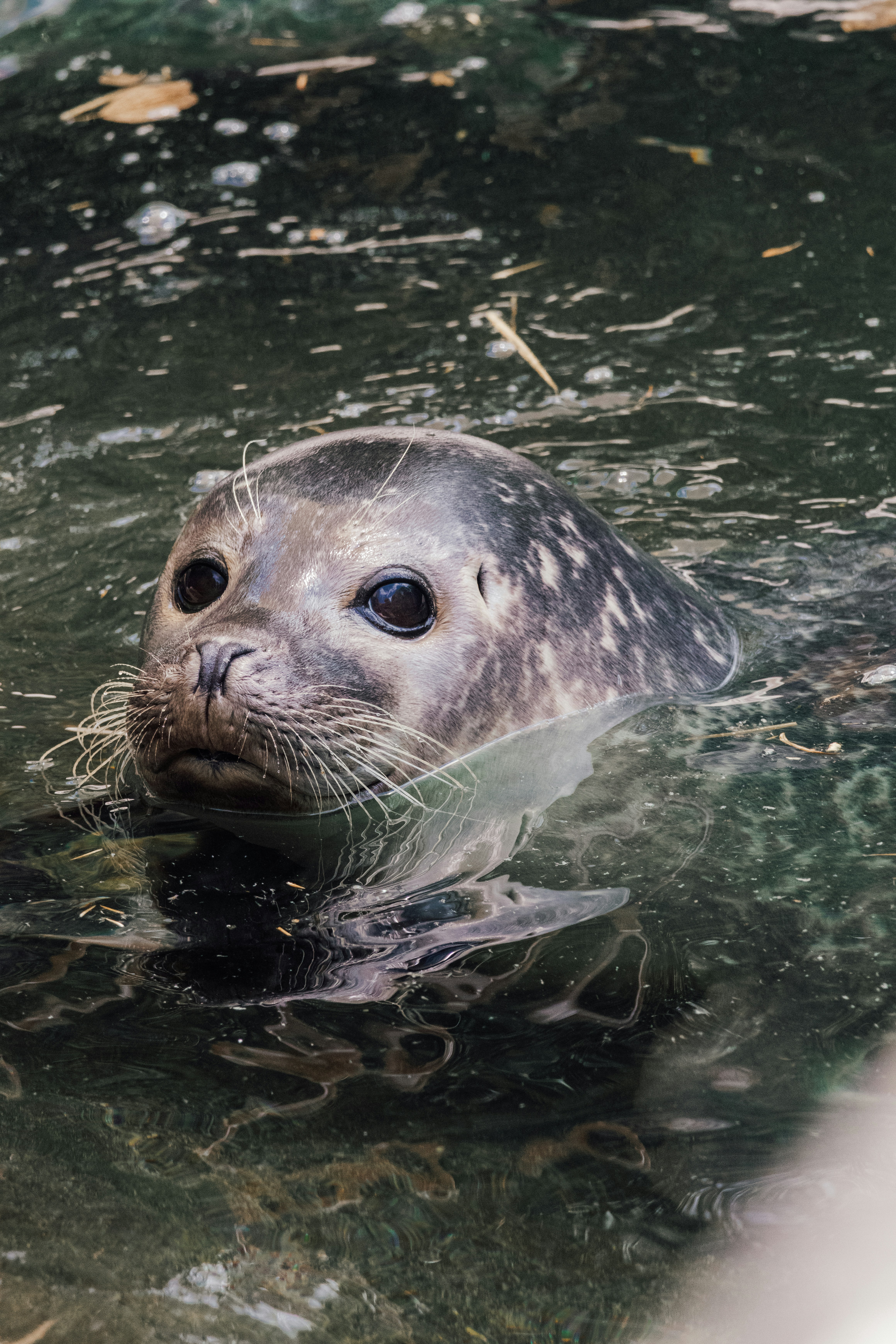 Photo by janisringli