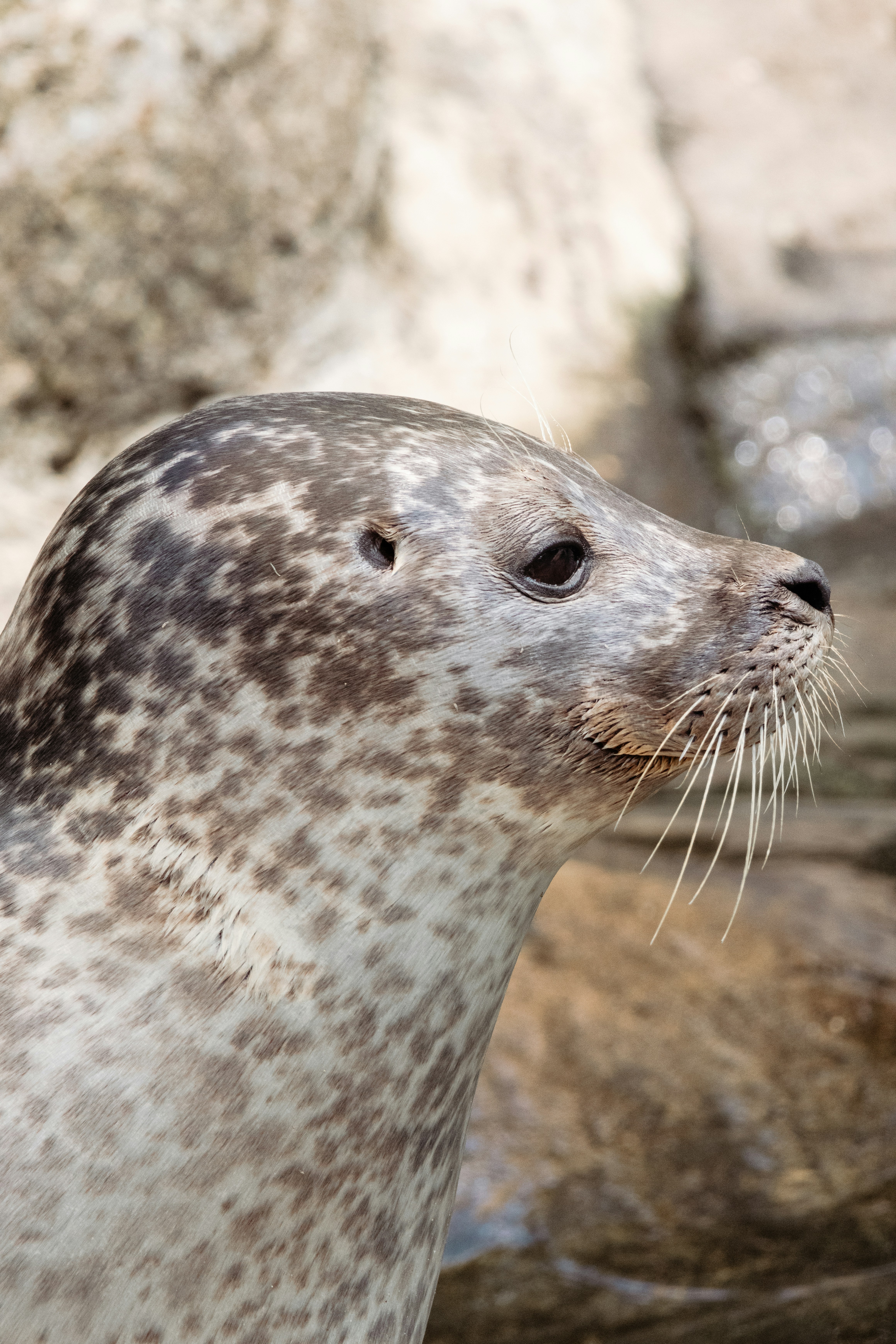 Photo by janisringli