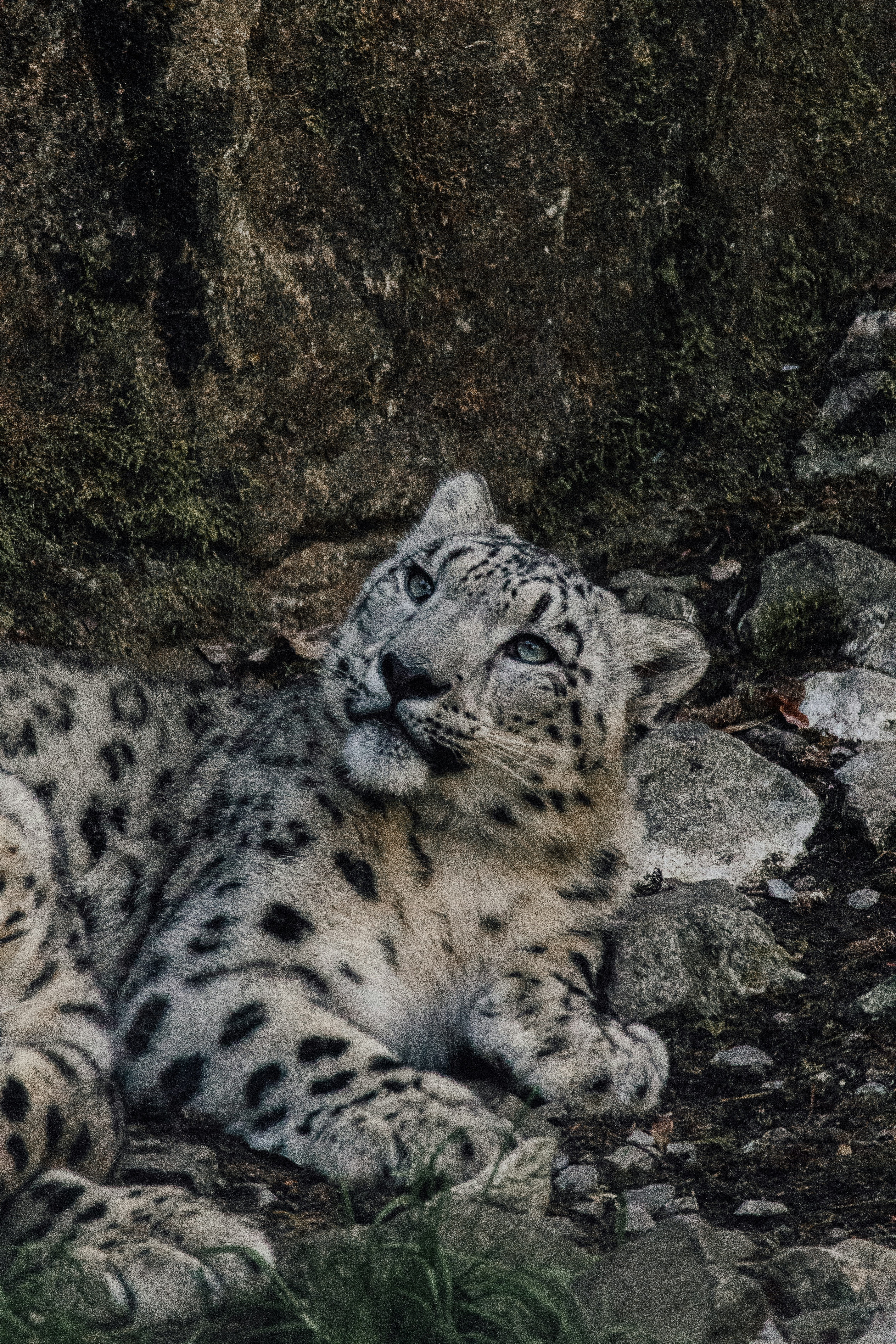 Playful Spirits (image credits: unsplash)