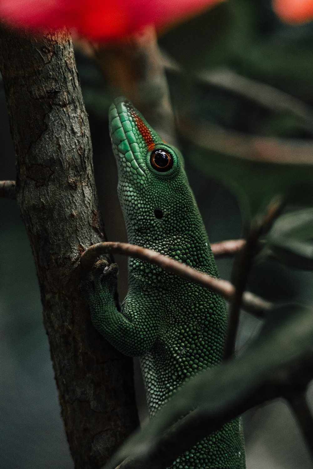 a green lizard is climbing up a tree