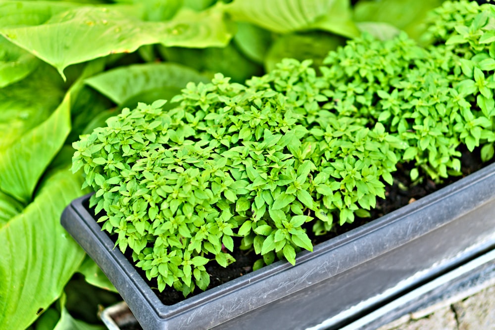 Una jardinera llena de muchas plantas verdes