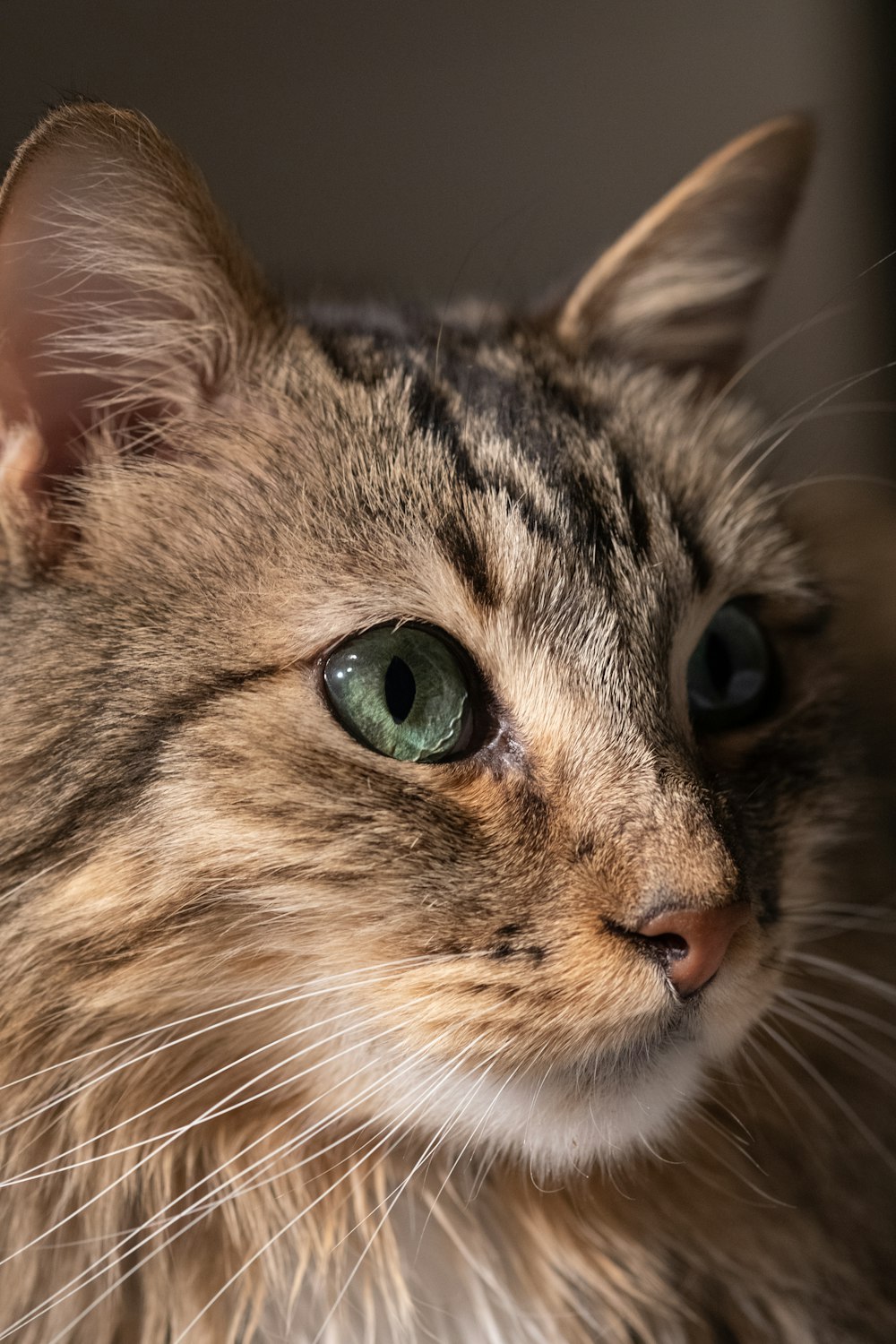 a close up of a cat with green eyes