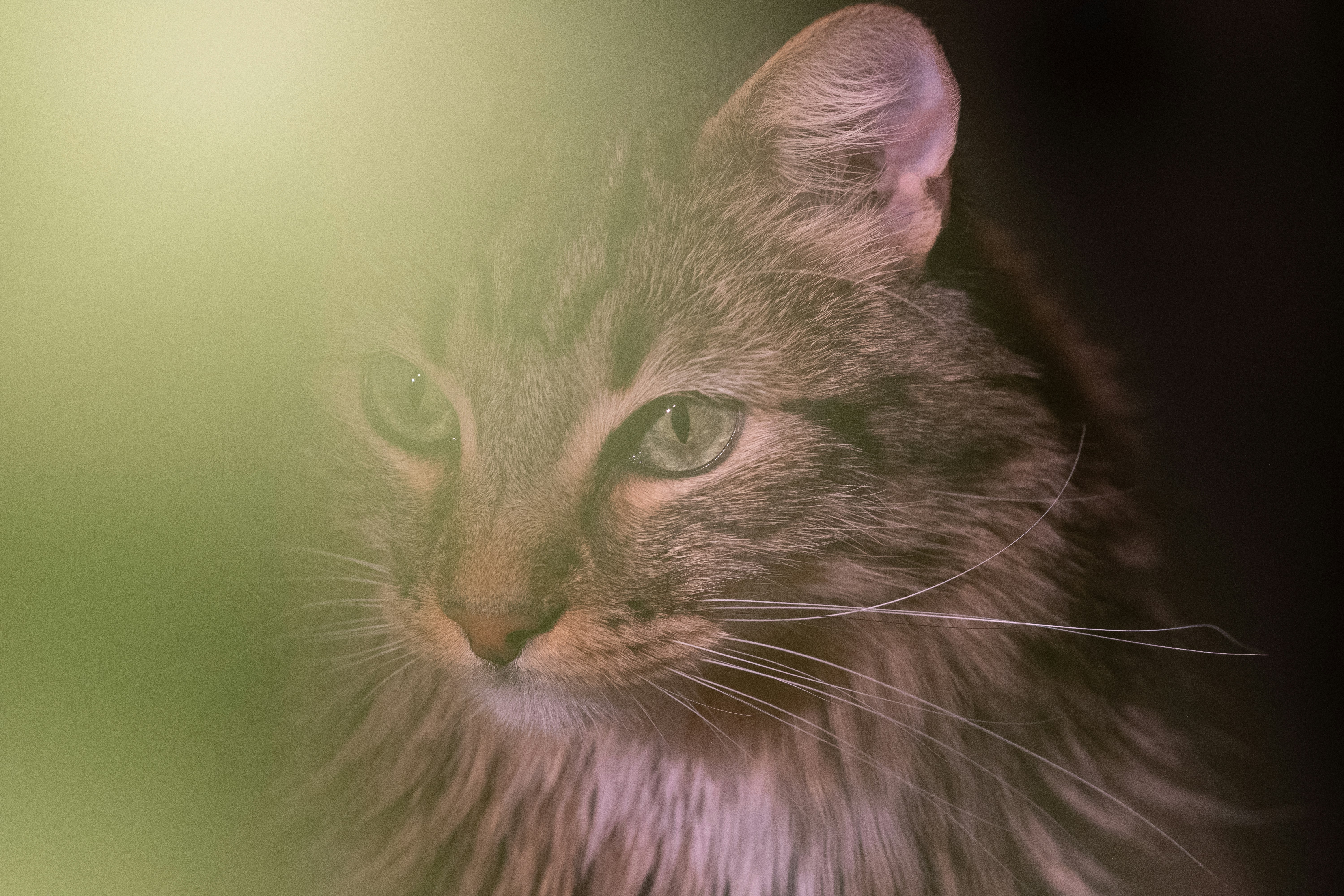 Photo by correliebre