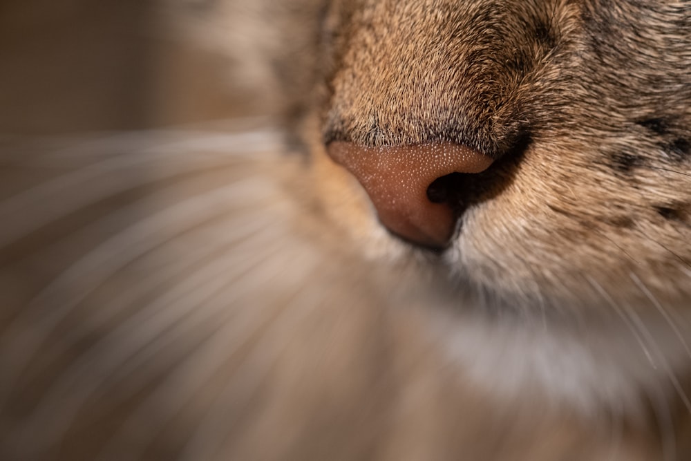 a close up of a cat's face with its eyes closed