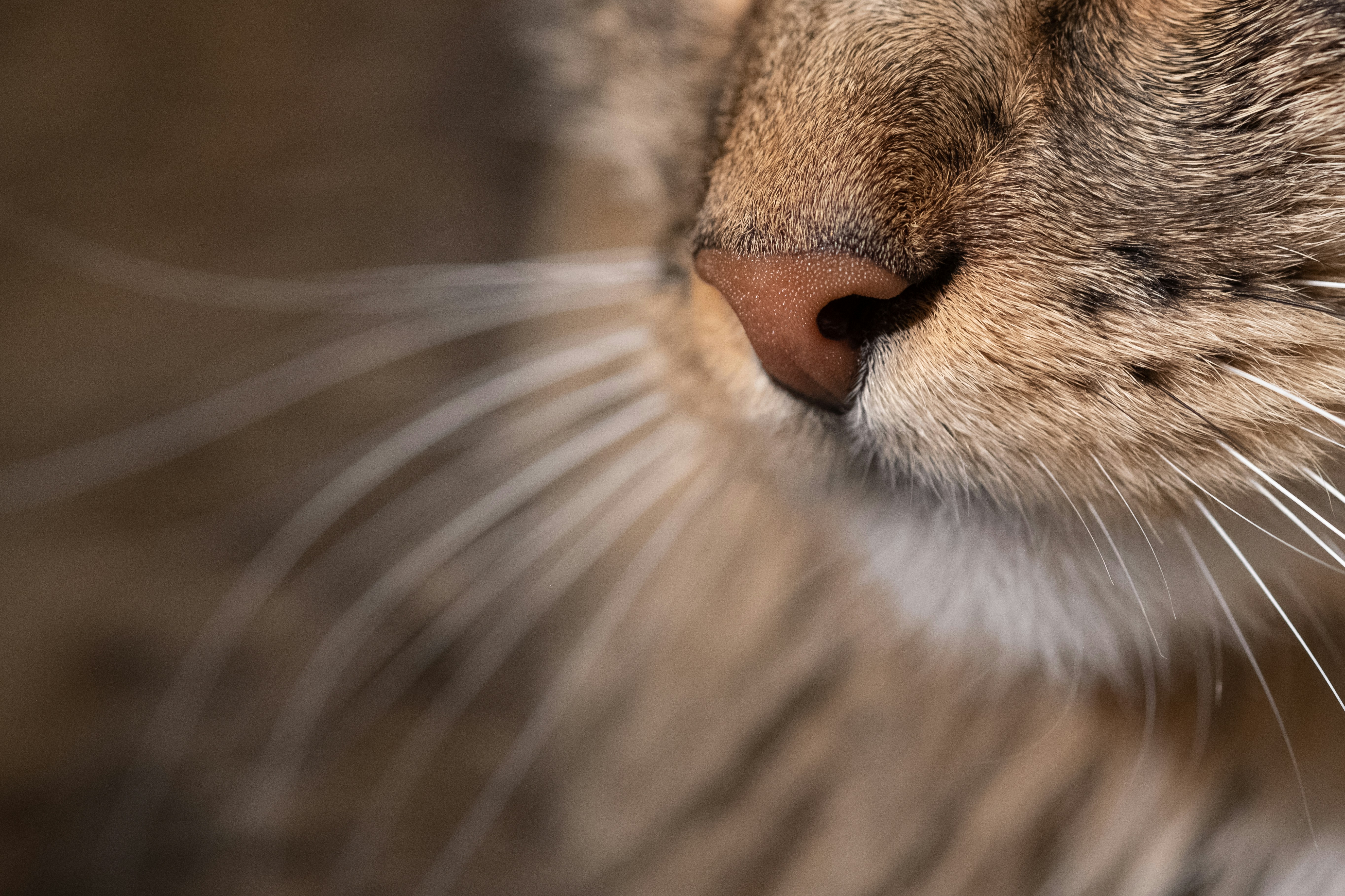 ¿Por qué son tan importantes los bigotes de los gatos?
