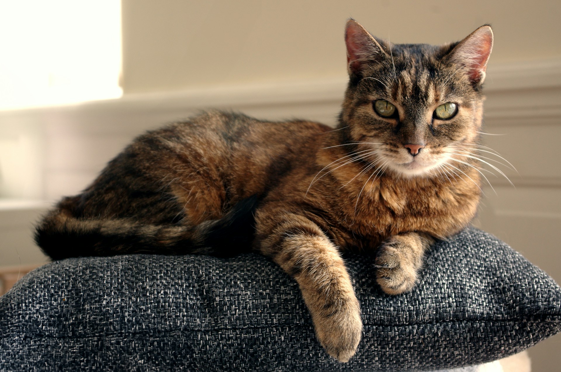 a cat sitting on top of a pillow on a chair