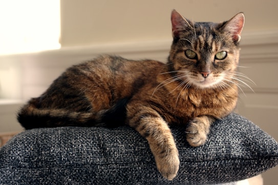 A relaxed cat with a brown and black fur pattern is lying on a dark gray cushion. The cat has green eyes and is looking directly into the camera. The background features a softly lit interior with light cream-colored walls, giving the scene a warm and cozy feel.