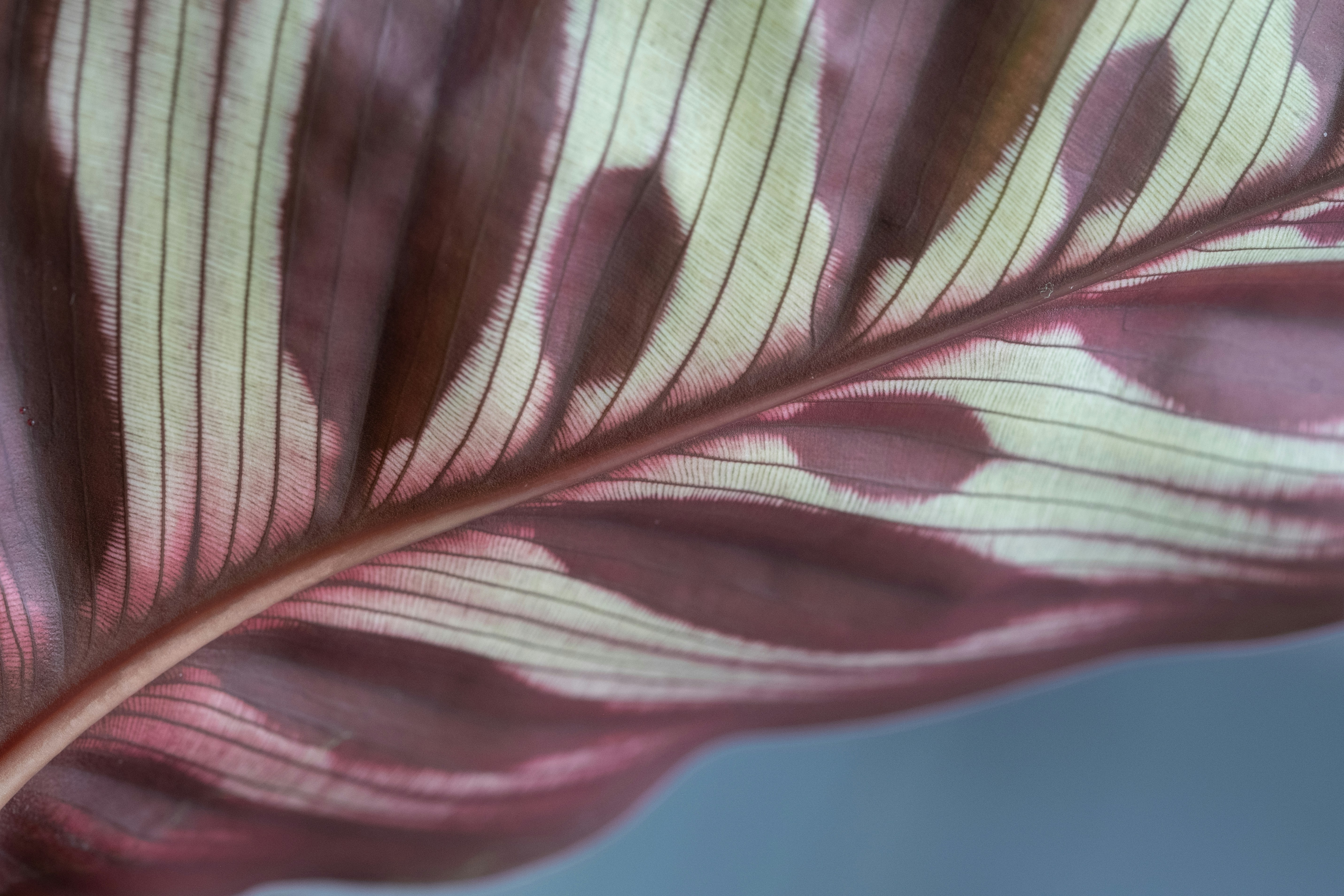 Photo by correliebre