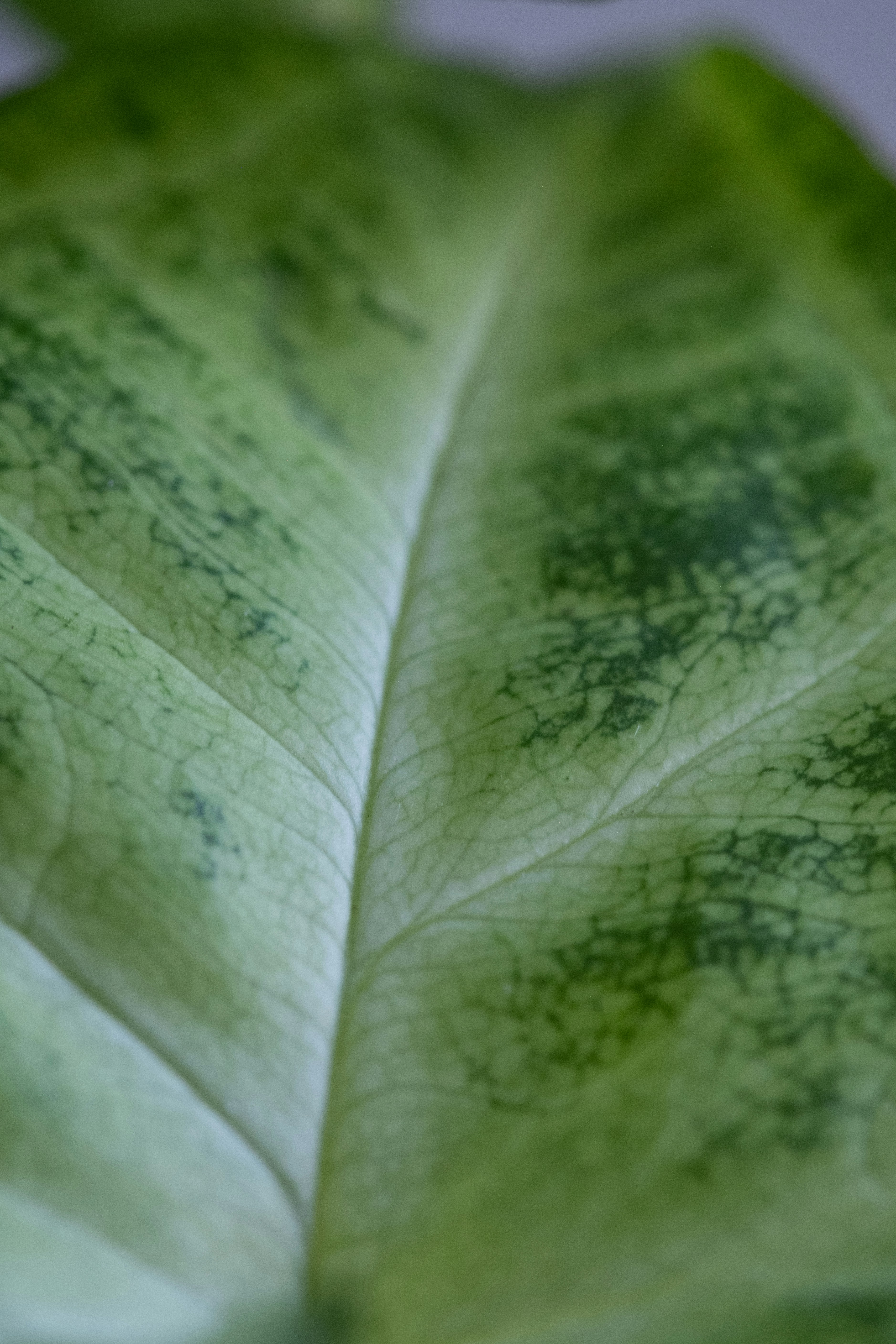 Photo by correliebre