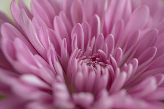 A close-up illustration of a blooming flower with intricate petal details.